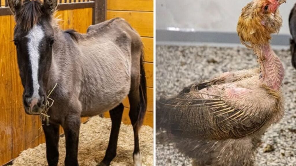 rescate de animales Iowa