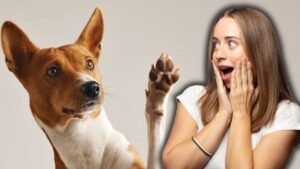perro zurdo