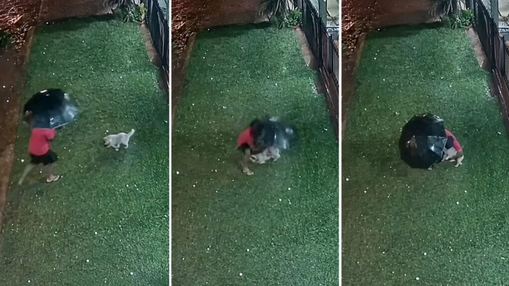 perrito granizo paraguay