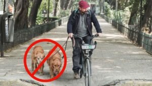 Multas por atar mascotas