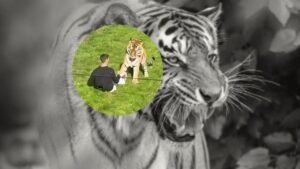 ataque tigre zoológico Reino Unido