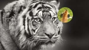 Ataque de tigre en zoológico
