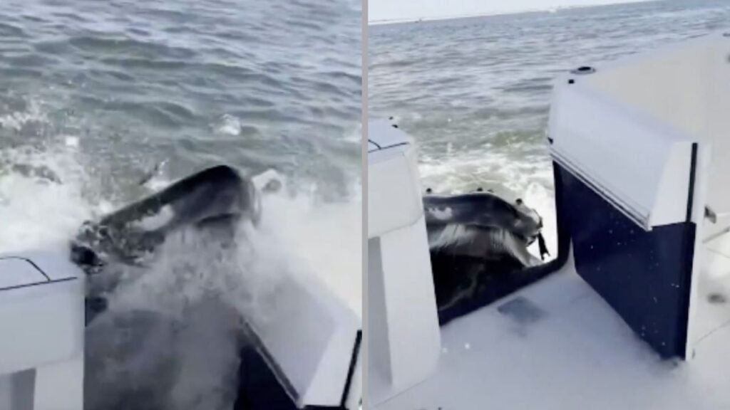 ballena jorobada embiste bote