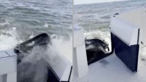 ballena jorobada embiste bote