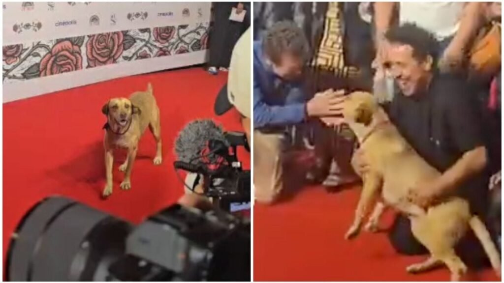 perrito Festival Cine Morelia