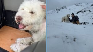 rescate perrita avalancha Alaska