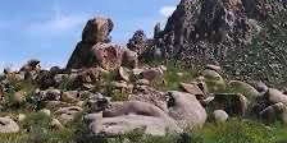 06fd9a8f-b316-4395-9fcb-9f61bbbb1f1b