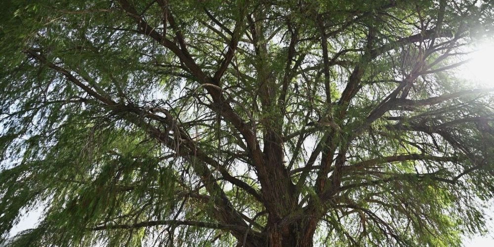 Ahuehuete de 107 años es testigo de la historia de Gómez Palacio