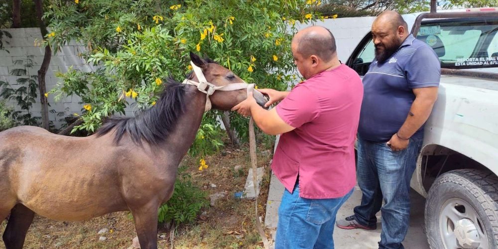 Atiende Ayuntamiento reporte de yegua y su cría deambulando en la colonia Santa Rosa