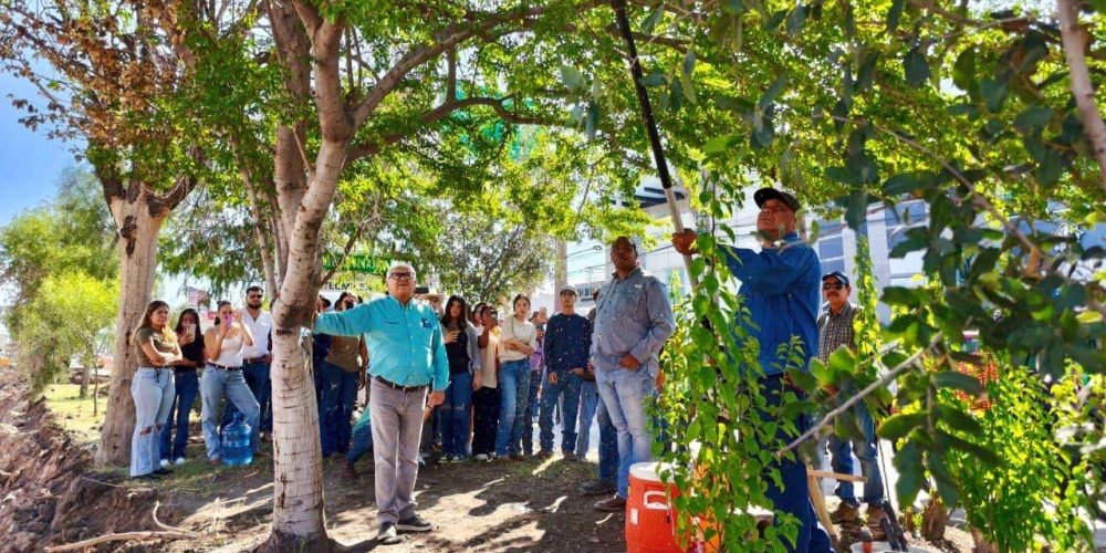 Avanza preparación del suelo y poda de árboles rumbo a su trasplante, por la obra del Sistema Vial Independencia-Abastos