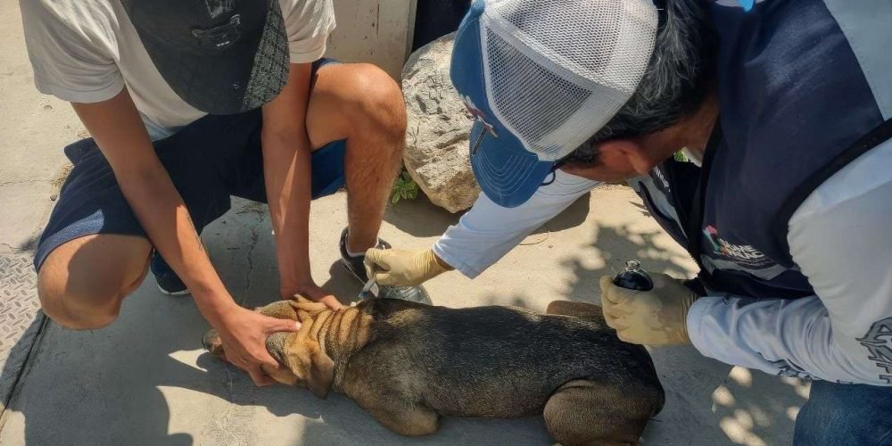 Ayuntamiento continúa con la campaña itinerante de vacunación y desparasitación gratuita