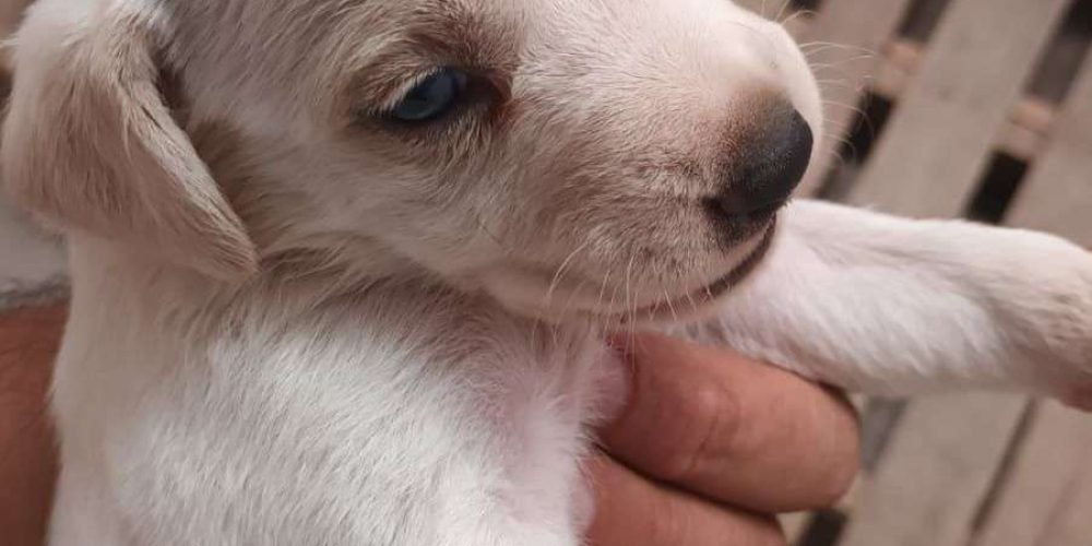 Ayuntamiento de Gómez Palacio promueve la adopción responsable de mascotas