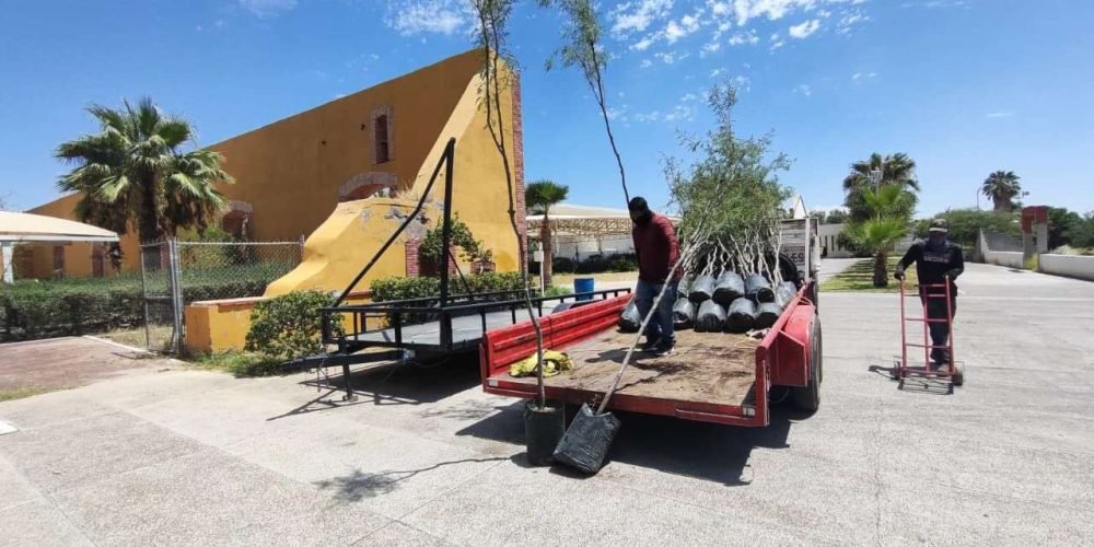 Ayuntamiento de Gómez Palacio recibe donación de árboles de mezquite para reforzar reforestación urbana