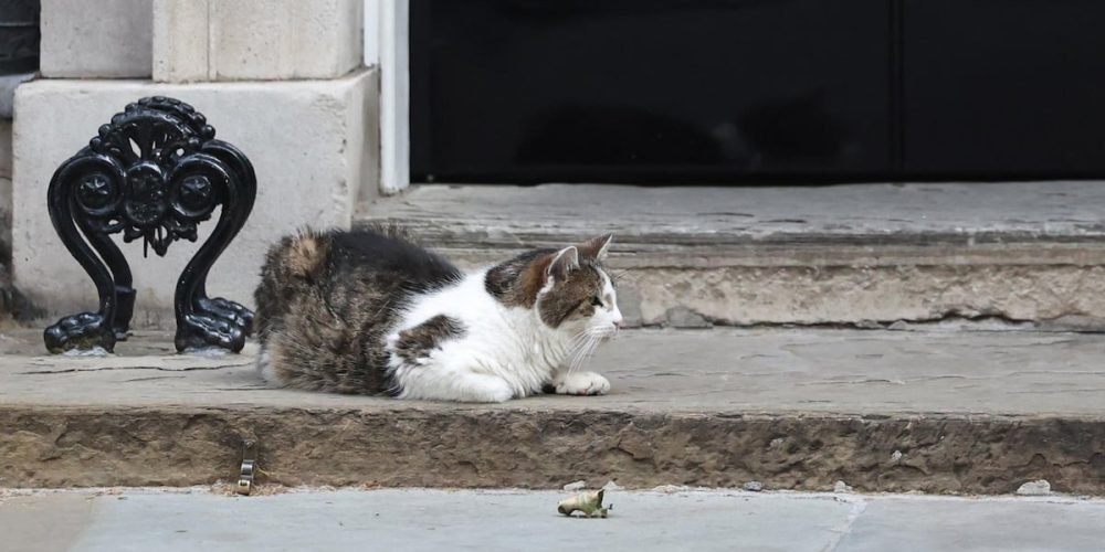 Larry el gato oficial