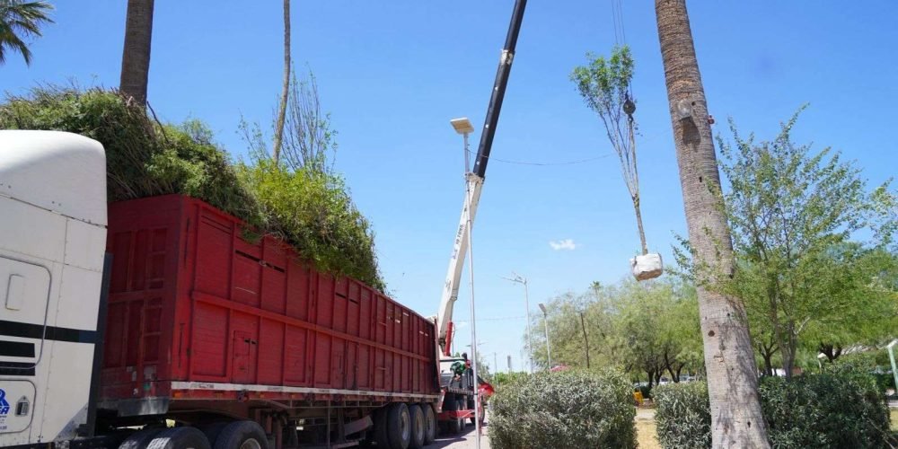 Cadena comercial entrega árboles como compensación ecológica al Ayuntamiento de Gómez Palacio