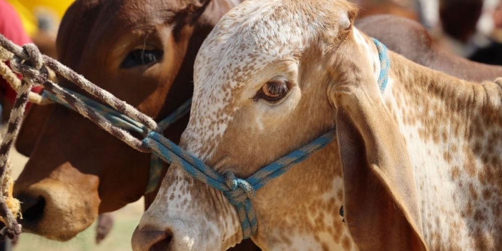 México suspende ganado Texas gusano barrenador