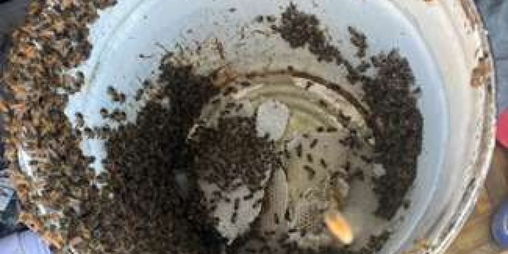 Difunde Ecología de Gómez Palacio el protocolo para el reporte y manejo de enjambres de abejas