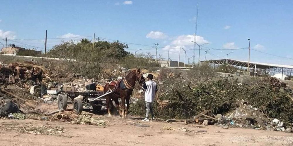 Gómez Palacio avanza en la preservación del medioambiente y en la lucha contra el maltrato animal