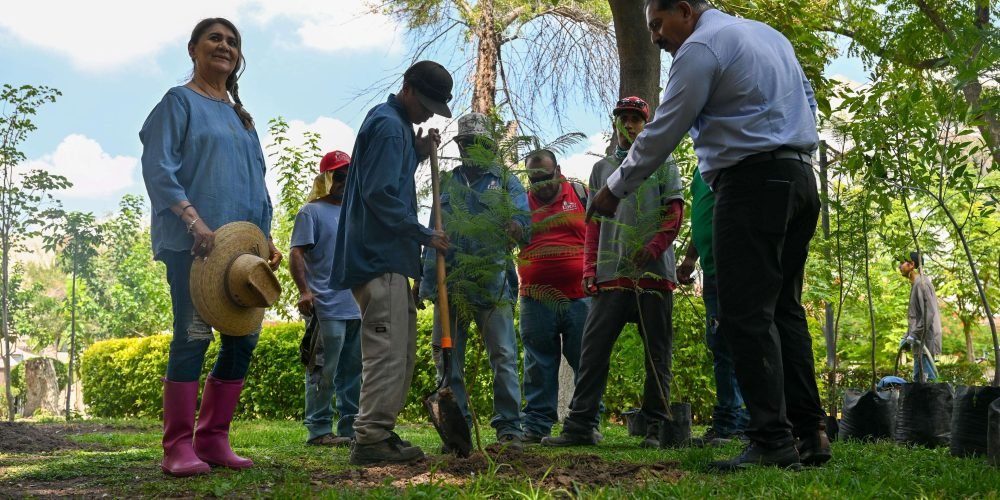 INICIA SEGUNDA ETAPA DE REFORESTACIÓN DE PLAZA PRINCIPAL
