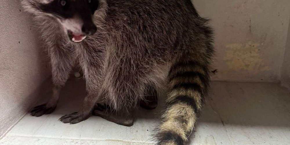 Imagen de WhatsApp 2025-02-17 a las 11.44.42_cf805b46