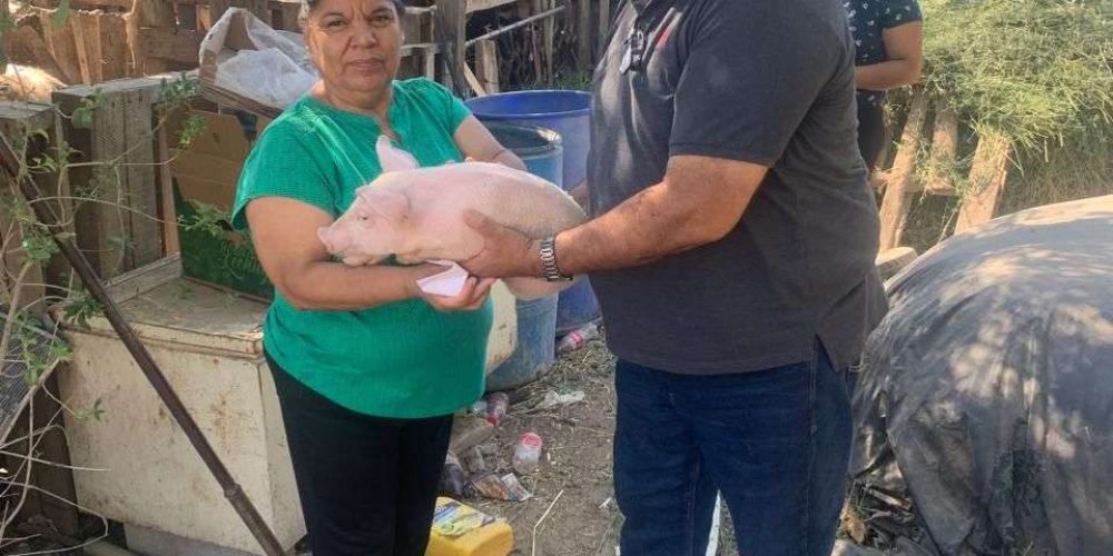 Impulsa Ayuntamiento de Gómez Palacio el desarrollo económico en el campo con entrega de paquetes porcinos