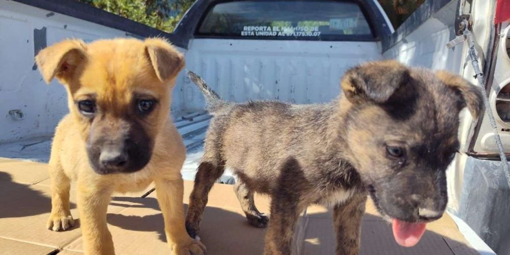 Invitan a adoptar mascotas en Gómez Palacio y brindarles una segunda oportunidad