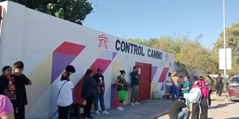  Invitan a jornada de esterilización felina este domingo