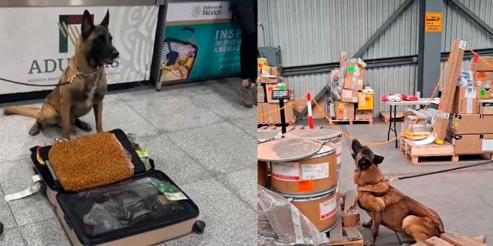 Max el perro inspector descubre 245 kilos de metanfetaminas en el AICM