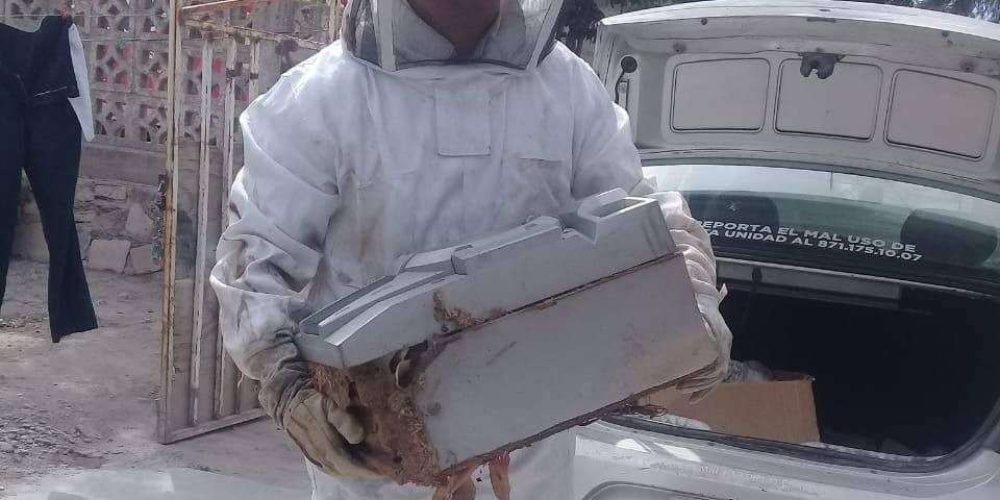 Piden a la ciudadanía no intervenir en panales de abejas y reportarlos a Ecología Municipal