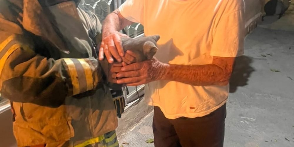 Protección Civil y Bomberos ha atendido más de 220 rescates de animales en lo que va del 20262