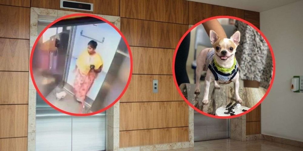 Pushpalatha-paseadora-mata-perro-elevador