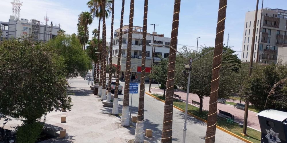 Realizan labores de mantenimiento y ampliación del perímetro de iluminación en el Paseo Morelos