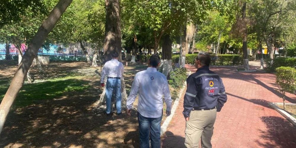 Reemplazarán árboles secos del Parque Morelos por nuevos ejemplares de seis metros de altura