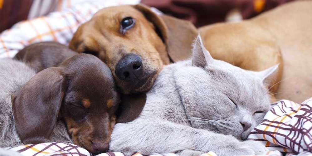Mascotas en la casa.