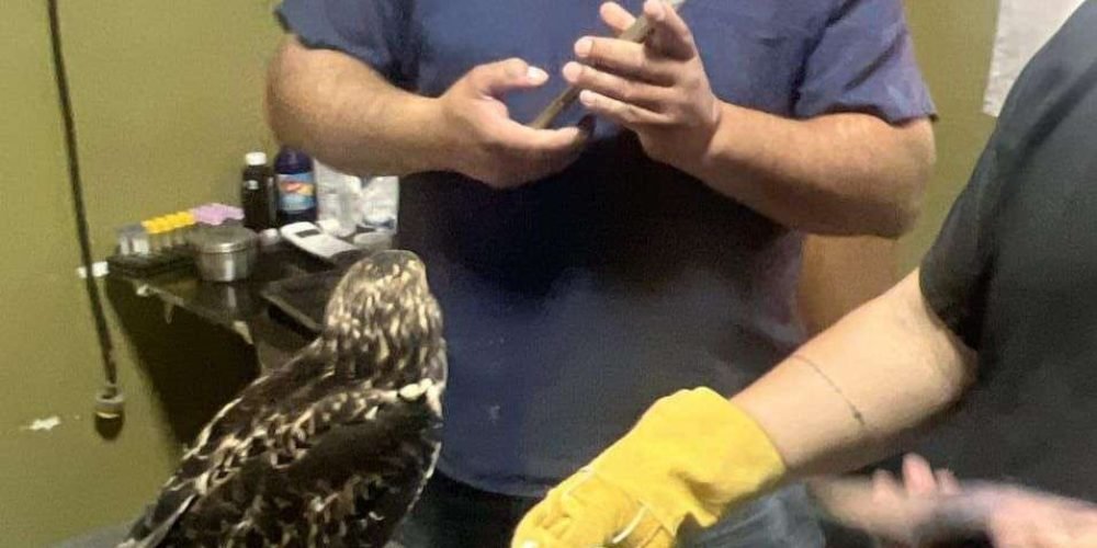 Rescatan y resguardan a aguililla en Gómez Palacio