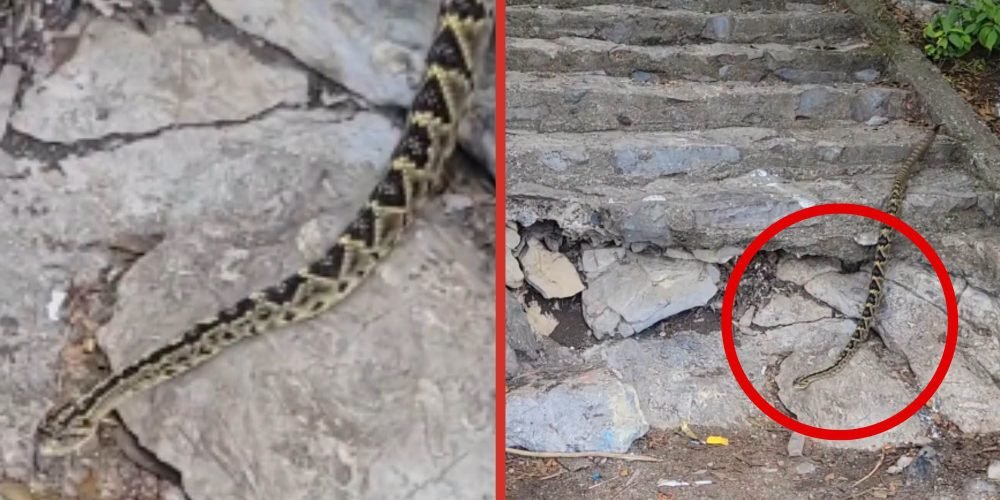 Senderistas captan enorme víbora de cascabel en el cerro de la Silla, en Monterrey