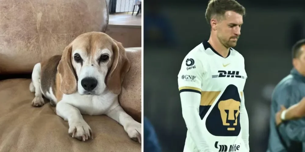 aaron-ramsey-10-mil-dolares-recompensa-perro-halo