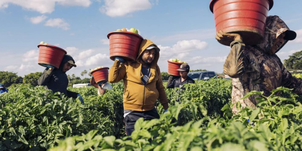 Trump admite que redadas contra migrantes han afectado a agricultores de EU