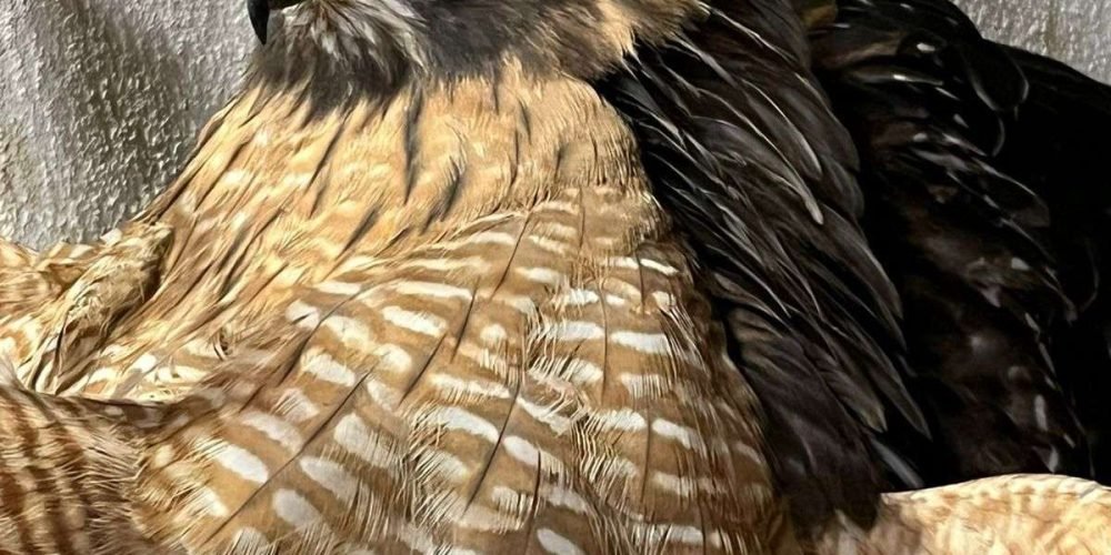 aguila-roja-gomez-palacio-1