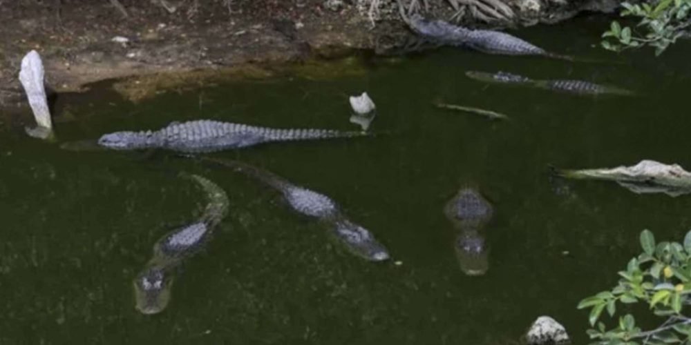 Florida construye el “Alcatraz de los caimanes” para detener migrantes