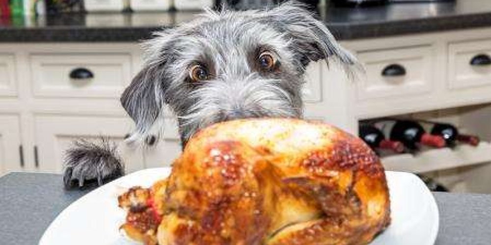 alimentos-evitar-que-comen-tus-perros