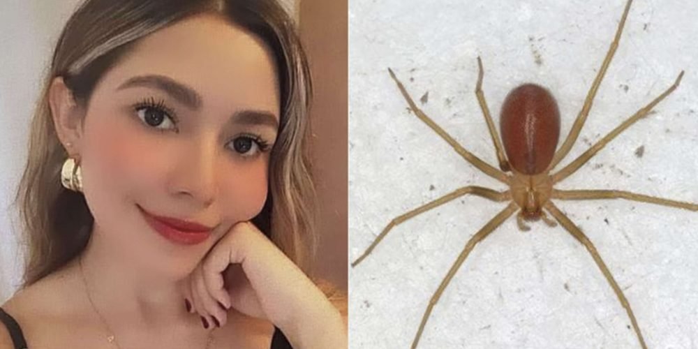 Muere joven en Sonora tras picadura de araña violinista