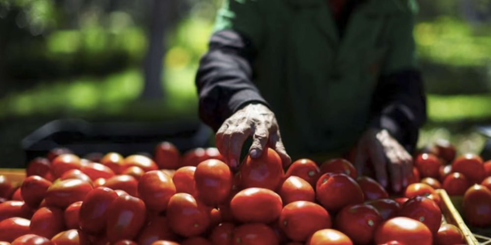 Trump impone nuevos aranceles al tomate mexicano