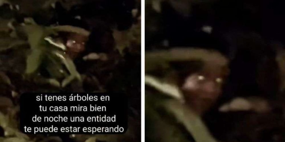 bruja-miedo-mujer-escondida-ramas-arbol