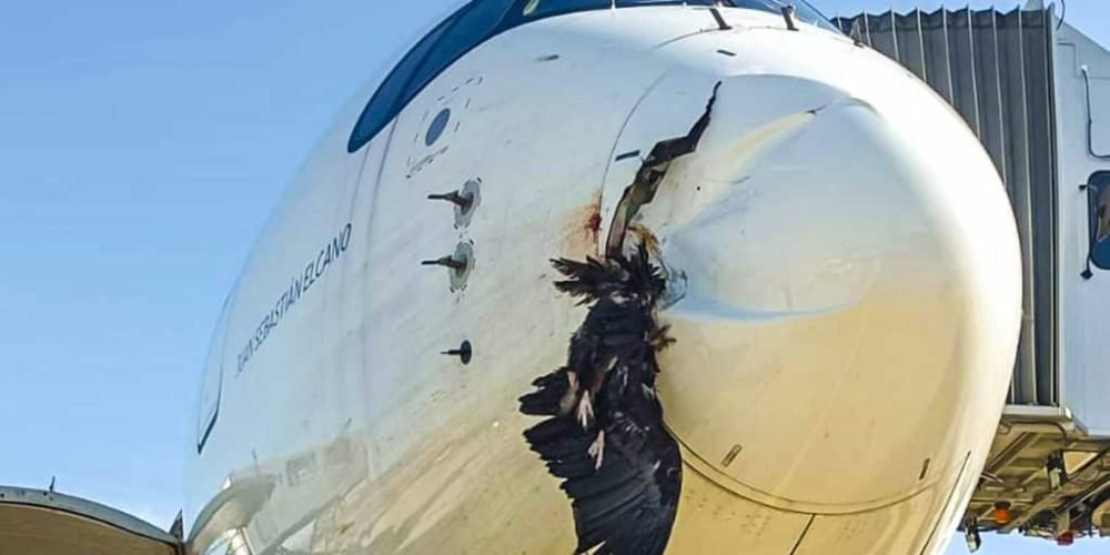 buitre-choca-avion-madrid-aterrizaje-emergencia