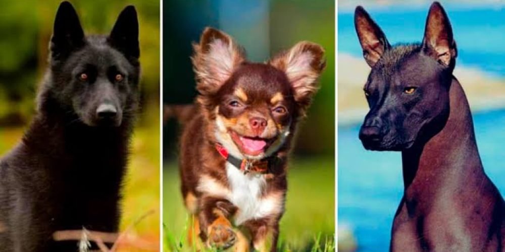 calupoh-chihuahua-xolozcuincle-razas-perros-mexicanas