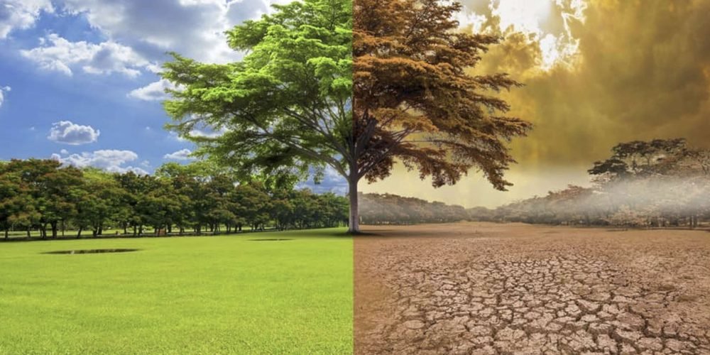 Olas de calor y sequías amenazan sumideros de carbono y aceleran el cambio climático
