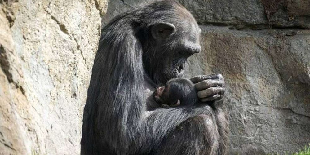 chimpance-natalia-suelta-cadaver-bebe-despues-nueve-meses-duelo