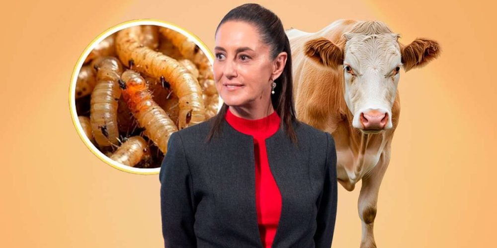 claudia-sheinbaum-gusano-barrenador