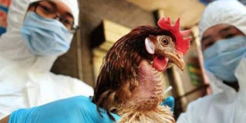 confirman-primer-caso-virus-h5n5-humano-noviembre-2025